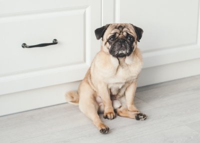 How to Keep Your Pets Safe During a Remodel